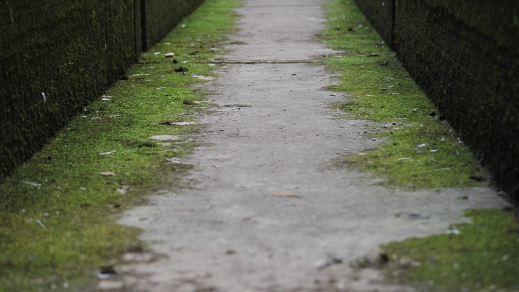 Sambla laserpuhastus